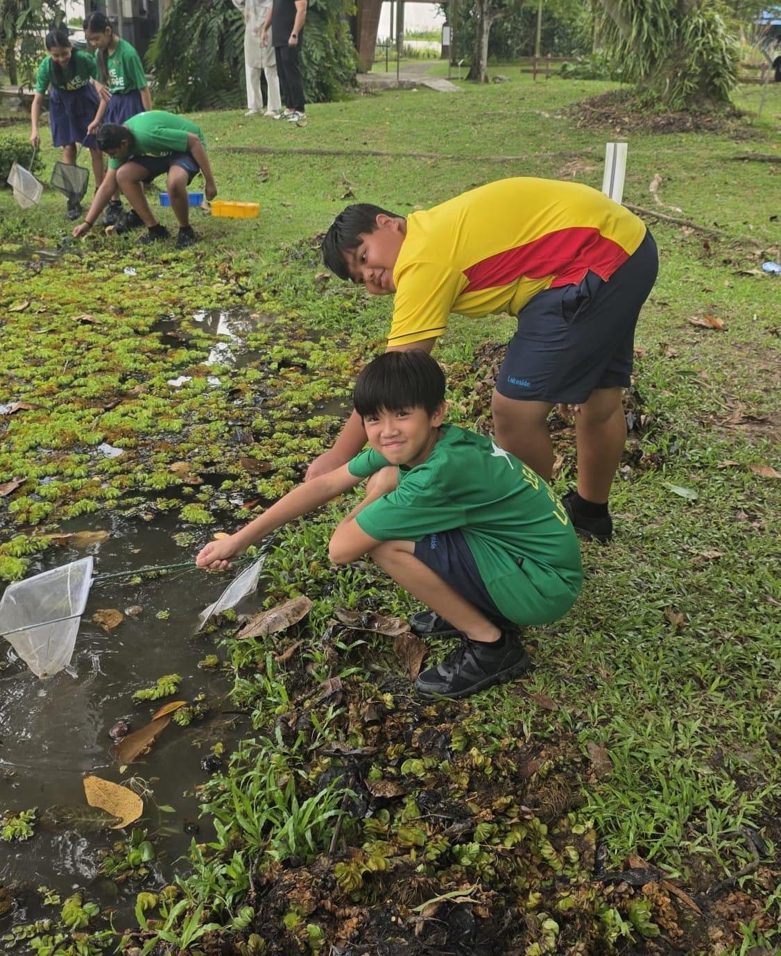 Our students use small nets to collect specimens from a shallow outdoor pond surrounded by grass and trees.